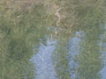 squint for dragonflies.jpg